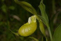 Goldschuh (Cypripedium calceolus)