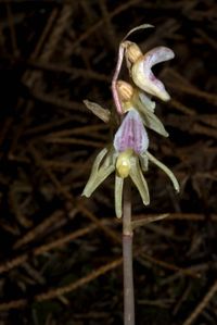 Blattloser Widerbart (Epipogium aphyllum)