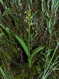 Sumpf-Glanzkraut (Liparis loeselii)