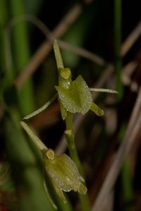 Sumpf-Glanzkraut (Liparis loeselii)