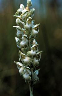 Wanzen-Knabenkraut (Anacamptis coriophora subsp. fragrans)