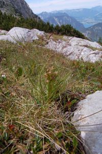 Zwergstendel (Chamorchis alpina)