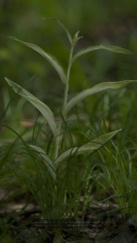Wei&szlig;es Waldv&ouml;glein (Cephalanthera damasonium)