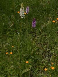 Fuchs&rsquo; Knabenkraut (Dactylorhiza fuchsii)