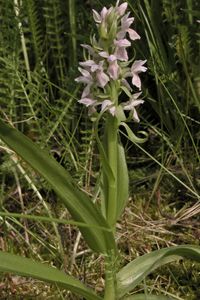 Fleischfarbenes Knabenkraut (Dactylorhiza incarnata subsp. lobelii)