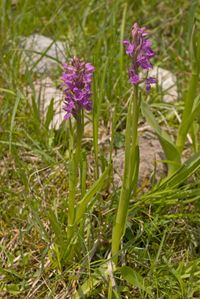 Fleischfarbenes Knabenkraut Sp&auml;tbl&uuml;hende Variet&auml;t (Dactylorhiza incarnata var. serotina)