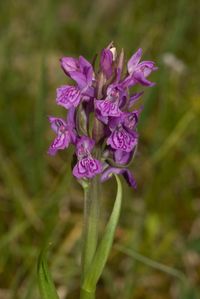 Fleischfarbenes Knabenkraut Sp&auml;tbl&uuml;hende Variet&auml;t (Dactylorhiza incarnata var. serotina)