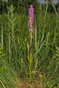 Fleischfarbenes Knabenkraut,Gefleckte Variet&auml;t (Dactylorhiza incarnata var. haematodes)