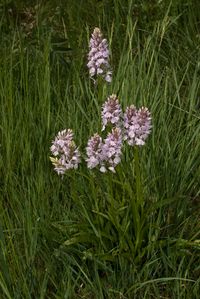 Geflecktes Knabenkraut (Dactylorhiza maculata)