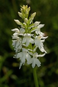 Geflecktes Knabenkraut (Dactylorhiza maculata)