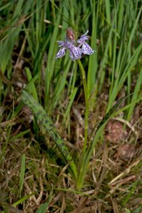 Hochmoor Knabenkraut (Dactylorhiza maculata subsp. elodes )