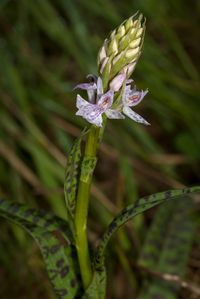 Hochmoor Knabenkraut (Dactylorhiza maculata subsp. elodes )