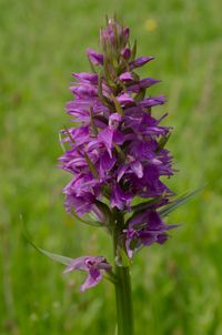 &Uuml;bersehenes Knabenkraut (Dactylorhiza praetermissa)