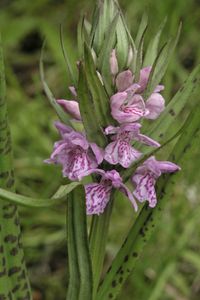 Geflecktes &Uuml;bersehenes Knabenkraut (Dactylorhiza praetermissa subsp. junialis)