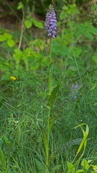 Hybride zwischen Dactylorhiza praetermissa var junialis und Dactylorhiza maculata aggr.