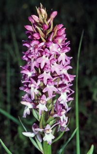 Ruthes Knabenkraut (Dactylorhiza ruthei)D.pomeranica