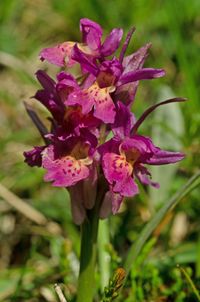 Holunder-Knabenkraut (Dactylorhiza sambucina)