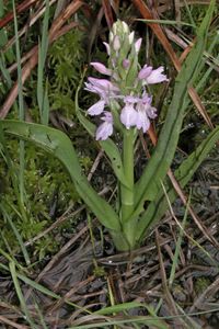 Torfmoos Knabenkraut (Dactylorhiza sphagnicola subsp.sphagnicola)