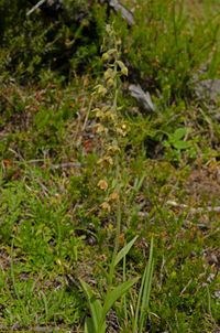 Braunrote Stendelwurz (Epipactis atrorubens var. lutescens )