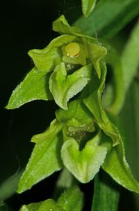 Greuter-Stendelwurz aus Bayern(Epipactis greuteri)