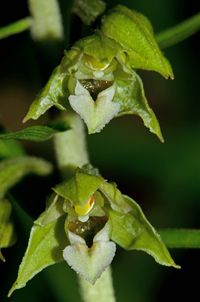 Breitbl&auml;ttrige Stendelwurz (Epipactis helleborine subsp.helleborine)