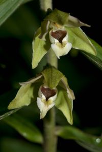 Breitbl&auml;ttrige Stendelwurz (Epipactis helleborine subsp.helleborine) 2