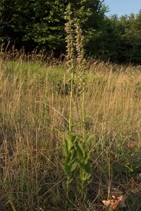 Breitbl&auml;ttrige Stendelwurz (Epipactis helleborine subsp.helleborine) Sonnenform