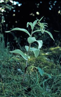 Breitbl&auml;ttrige Stendelwurz (Epipactis helleborine subsp.helleborine) chlorotisches Exemplar