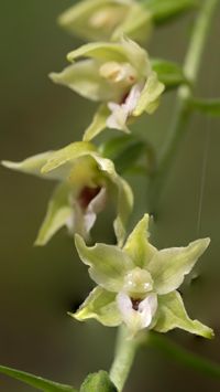 M&uuml;llers St&auml;ndelwurz&bdquo;Waldform&ldquo;Epipactis muelleri var. saltuaria