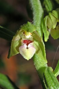&Uuml;bersehene Stendelwurz (Epipactis leptochila subsp. neglecta)