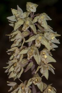 Violette Stendelwurz (Epipactis purpurata)
