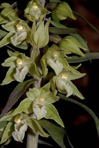 Violette Stendelwurz (Epipactis purpurata)