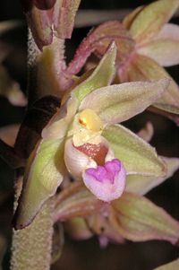 Violette Stendelwurz (Epipactis purpurata)