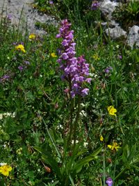 Alpen-H&auml;ndelwurz (Gymnadenia alpina )