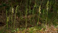 Kriechendes Netzblatt (Goodyera repens)