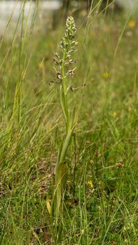 Himantoglossum hircinumvar. aestivalis