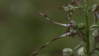 Bocks-Riemenzunge (Himantoglossum hircinum) Doppelbl&uuml;te