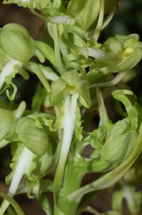 Bocks-Riemenzunge (Himantoglossum hircinum)