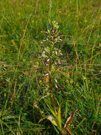 Sp&auml;tbl&uuml;hende und lockerbl&uuml;tige Bocks-Riemenzunge (Himantoglossum hircinum var. aestivalis )