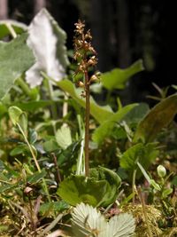 Kleines Zweiblatt (Neottia cordata)