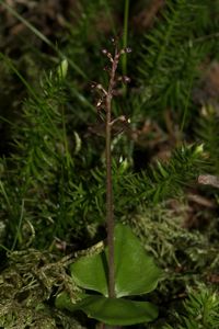 Kleines Zweiblatt (Neottia cordata)