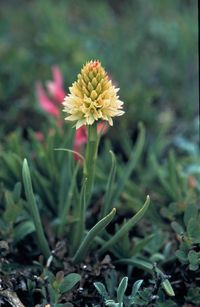 Gew&ouml;hnliches Kohlr&ouml;schen (Nigritella nigra)