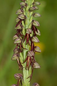 Ohnhorn (Orchis anthropophora)