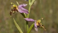 Ophrys apifera var. curviflora
