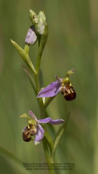 Bienen-Ragwurz (Ophrys apifera var. aurita )