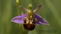 Bienen-Ragwurz (Ophrys apifera var. aurita )