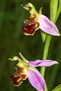 Bienen-Ragwurz (Ophrys apifera var. aurita)