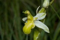 Bienen-Ragwurz (Ophrys apifera var. aurita)