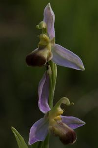 Bienen-Ragwurz (Ophrys apifera var. bicolor)