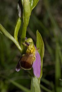 Bienen-Ragwurz (Ophrys apifera var. bicolor)
